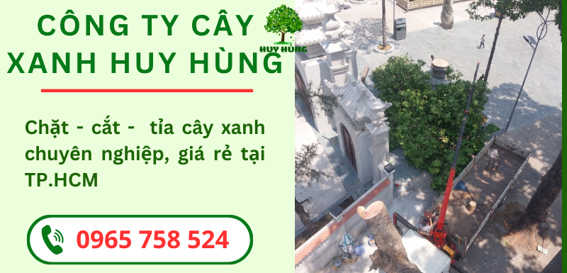 Chặt Hạ, Đốn Cây, Cắt Cây, Tỉa Cây Chuyên Nghiệp - An Toàn Tại TP.HCM | Bình Dương | Đồng Nai