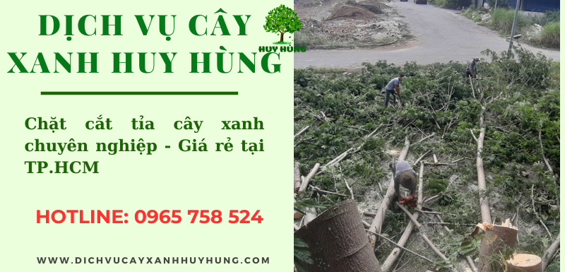 ĐƠN VỊ CHẶT CÂY GIÁ RẺ TẠI THỦ ĐỨC