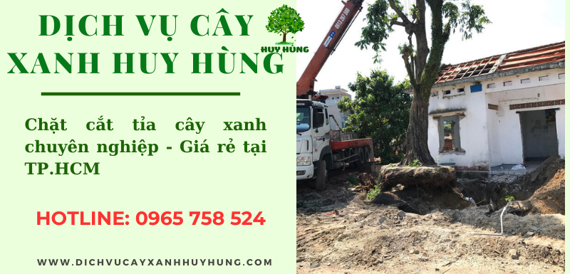 Chặt cây giá rẻ TPHCM