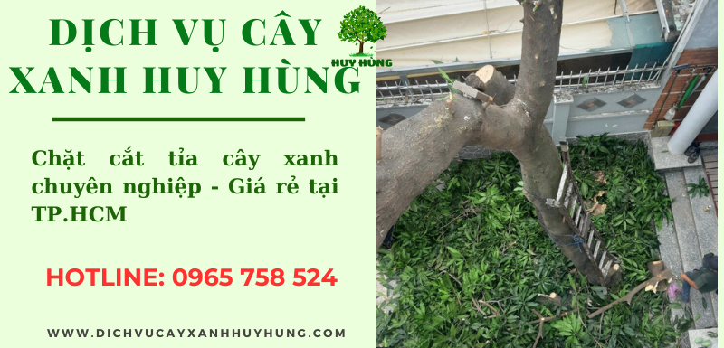 Bảo vệ cây xanh đường phố mùa mưa bão: An toàn giao thông và giữ gìn mảng xanh