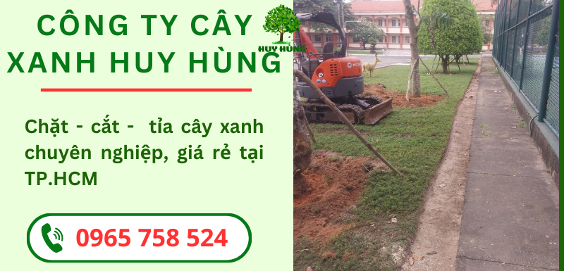 Cây Xanh Huy Hùng - Chuyên Gia Chặt Cây Xanh An Toàn & Uy Tín Tại Quận 1, TP.HCM