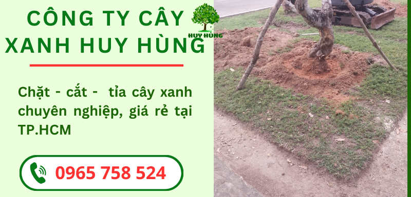 Chặt Cây Xanh An Toàn & Uy Tín ở Quận 2 - Cây Xanh Huy Hùng