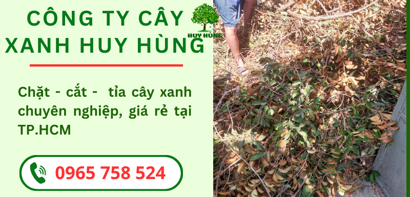 Dịch Vụ Chặt Cây Xanh Chất Lượng tại TP.HCM - Công Ty Cây Xanh Huy Hùng