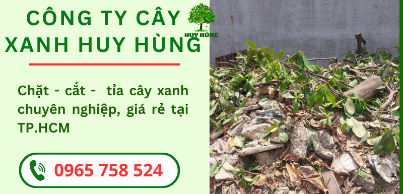 CHẶT CÂY XANH TP.HCM - CÔNG TY CÂY XANH HUY HÙNG: GIẢI PHÁP ĐÁNG TIN CẬY CHO KHÔNG GIAN SỐNG ĐÔ THỊ
