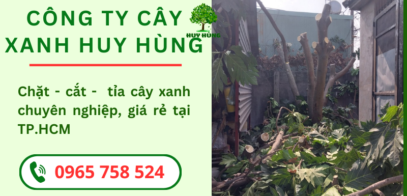 An Toàn và Hiệu Quả: Dịch Vụ Chặt Cây Xanh tại TP.HCM - Công Ty Cây Xanh Huy Hùng