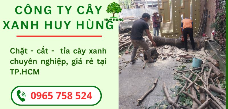 Dịch vụ Cưa cây xanh, Chặt Hạ cây xanh giá rẻ tại TPHCM