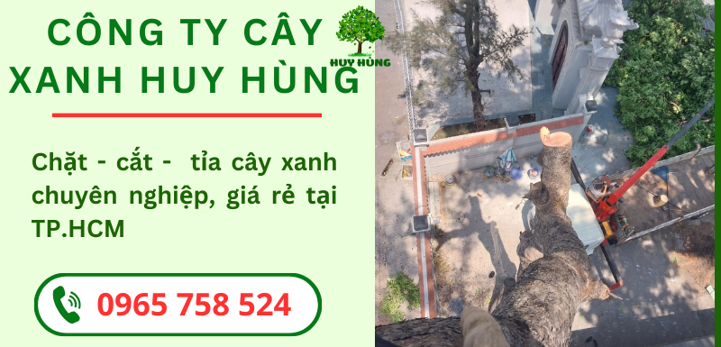 6 Lợi Ích Khi Cưa Cây Xanh Định Kỳ - Dịch vụ cây xanh Huy Hùng