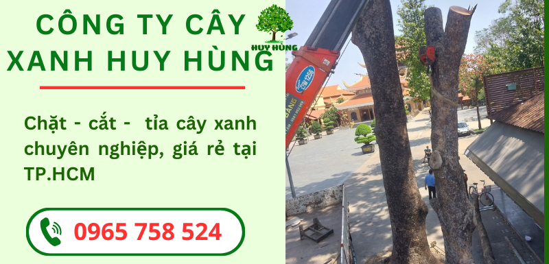 Bảng Giá Cưa Cây Xanh Tham Khảo 2024