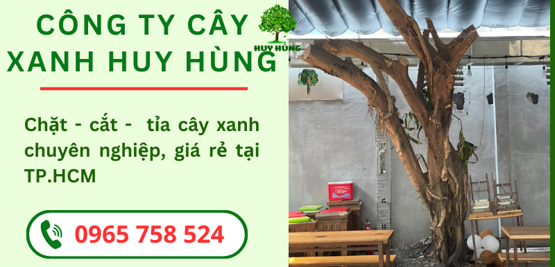 Chặt Cắt Tỉa Cây Xanh Tại TP HCM | Giải Pháp Cho Không Gian Xanh Đẹp & An Toàn