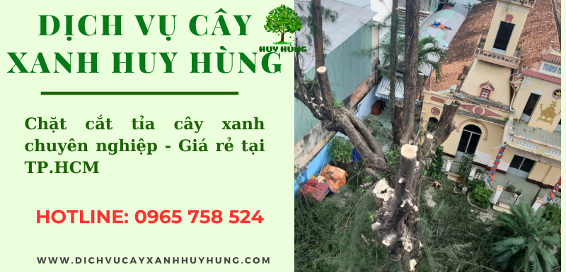 Dịch vụ chăm sóc cây xanh chuyên nghiệp TPHCM - Cây xanh Huy Hùng