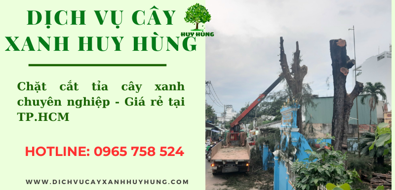 Dịch vụ cắt tỉa cây xanh mùa hè Công Ty Cây Xanh Huy Hùng tại Tp. Hồ Chí Minh: Giúp cây phát triển tốt hơn