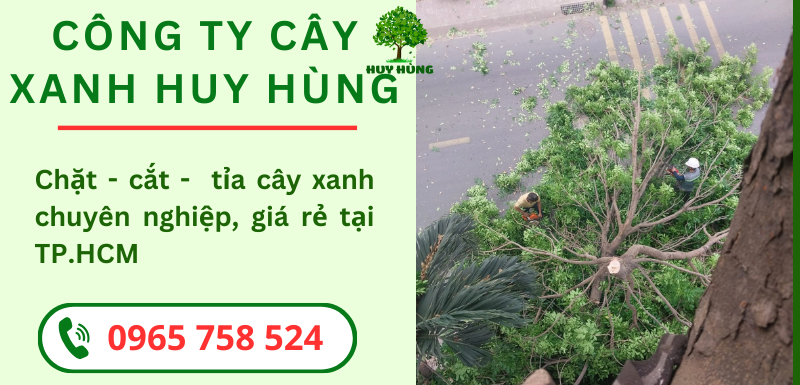 Dịch vụ Cắt Tỉa Cây Xanh Chuyên Nghiệp - Uy Tín Tại TP.HCM, Bình Dương & Đồng Nai