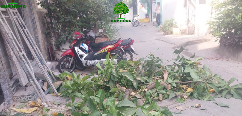 Cưa cây giá rẻ tại Bình Thạnh