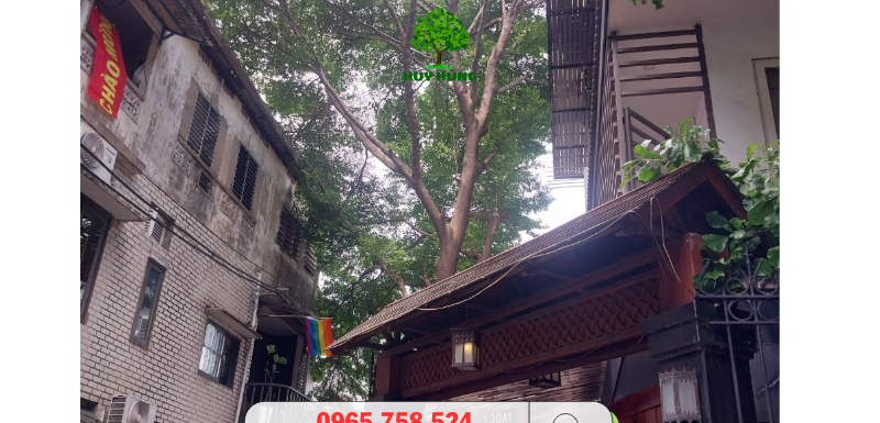 Cưa cây xanh giá rẻ tại TP Thủ Đức