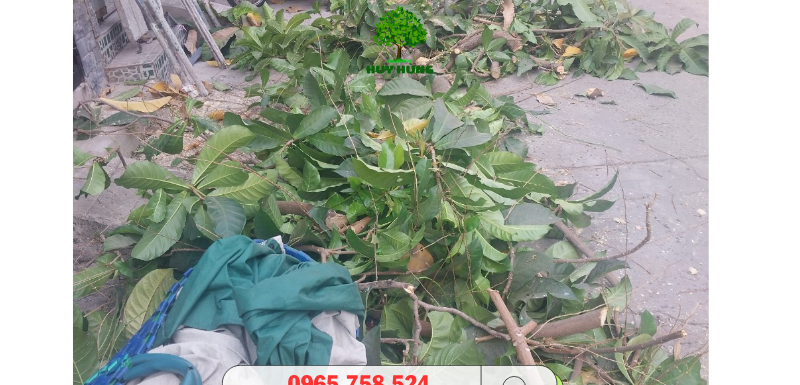 Ở đâu chặt cây giá rẻ tại TPHCM